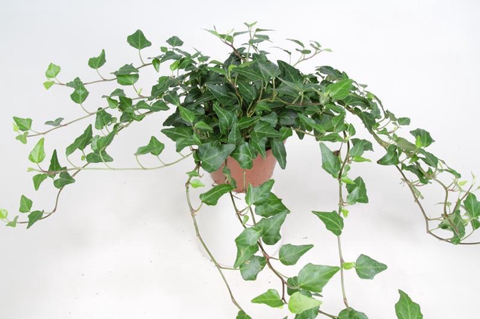 <h4>HEDERA HELIX Lady Kay 9 cm</h4>