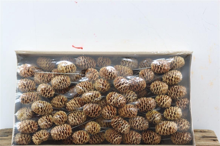 <h4>Stem Sabulosum Cream O/w 80pc</h4>