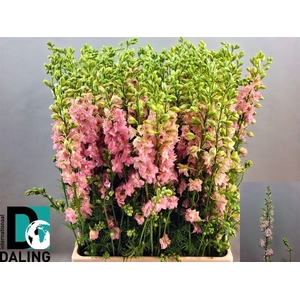 Cons R.q. Light Pink