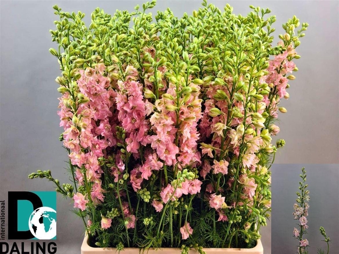 <h4>Cons R.q. Light Pink</h4>