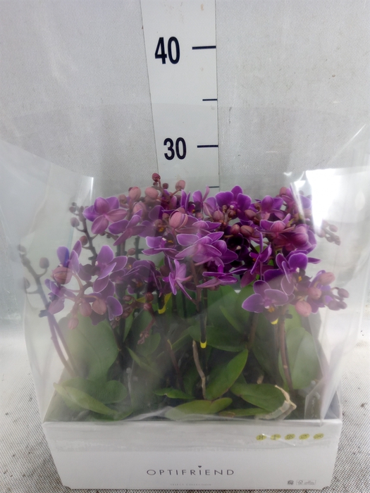 <h4>Phalaenopsis multi.   ...lilac</h4>