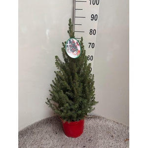 PICEA GL DECEMBER