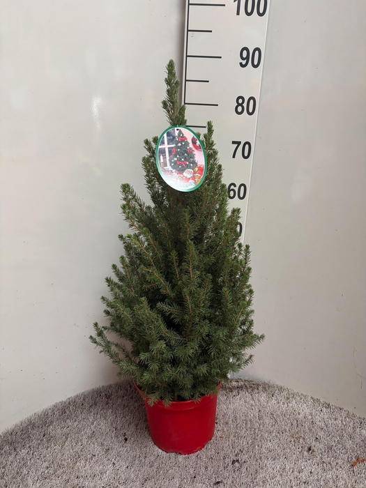 <h4>PICEA GL DECEMBER</h4>