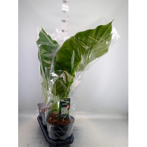 Alocasia macrorrhizos