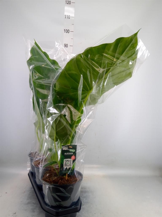 <h4>Alocasia macrorrhizos</h4>