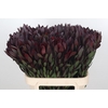 Leucadendron Saf Sunset Dark R.