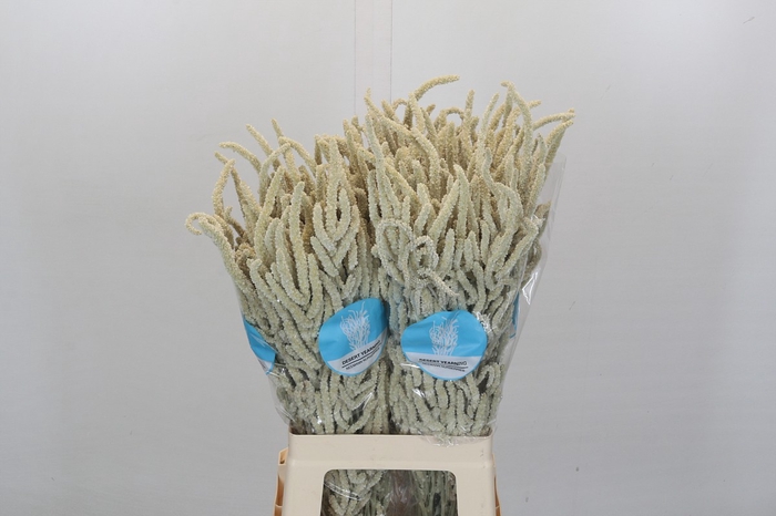 <h4>Amaranthus Yearming Desert</h4>