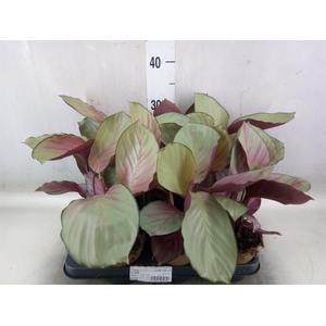 Calathea   ...