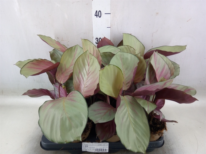 <h4>Calathea   ...</h4>