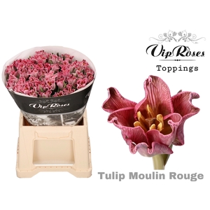 Tu Co Coronet Moulin Rouge