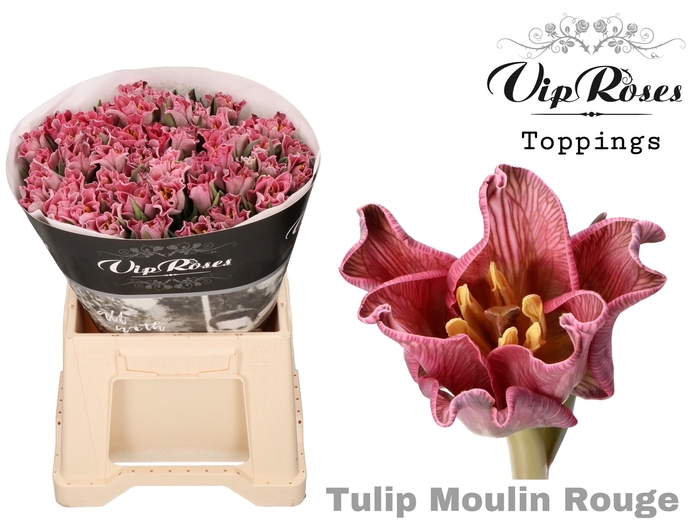 <h4>Tu Co Coronet Moulin Rouge</h4>