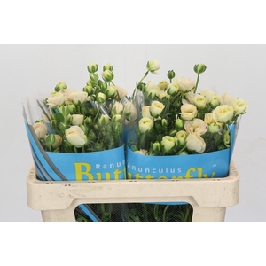 Ranunculus Butterfly Keramos