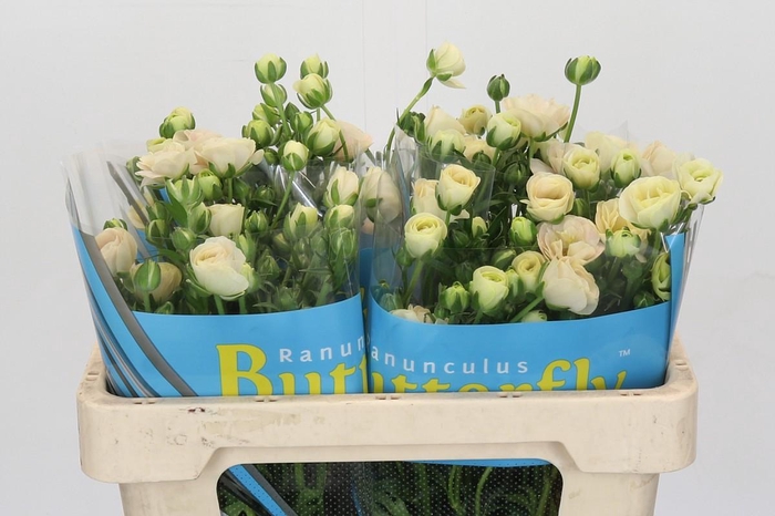 <h4>Ranunculus Butterfly Keramos</h4>