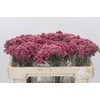 Ozothamnus Booming Pink
