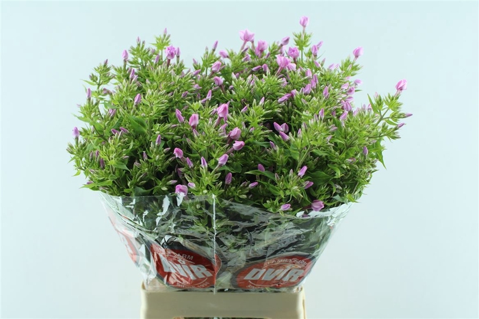 <h4>Phlox P Bri Missy</h4>