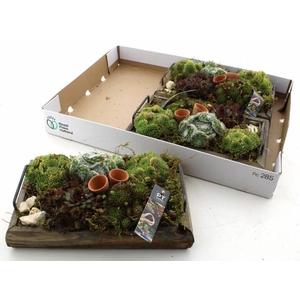 ARR SEMPERVIVUM
