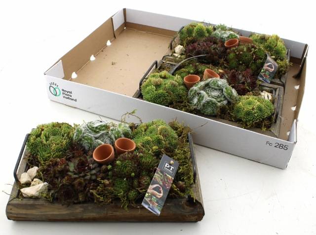 <h4>ARR SEMPERVIVUM</h4>