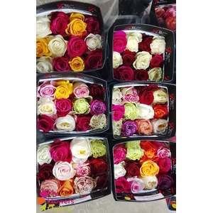 R Gr Rainbow 40cm EC