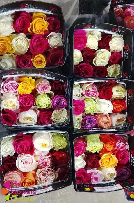 <h4>R Gr Rainbow 40cm EC</h4>