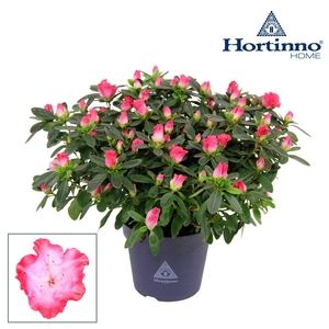 Hortinno® Home 'Princes Pinky' 25 - 27 cm
