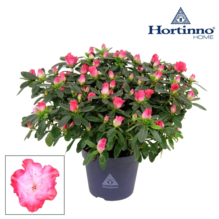 <h4>Hortinno® Home 'Princes Pinky' 25 - 27 cm</h4>