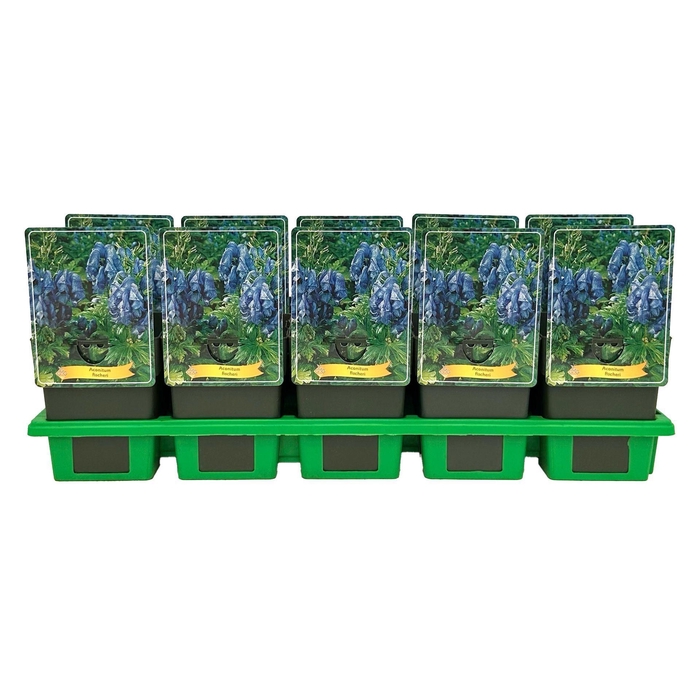 <h4>Aconitum</h4>
