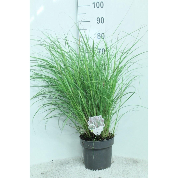 <h4>Miscanthus sin. 'Red Chief'</h4>