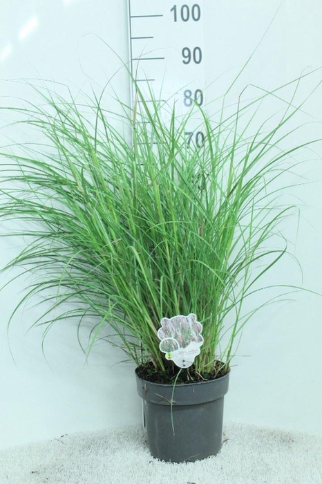 Miscanthus sin. 'Red Chief'