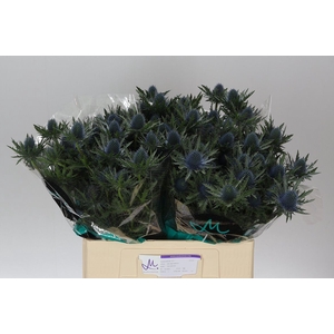 Eryngium Aqua