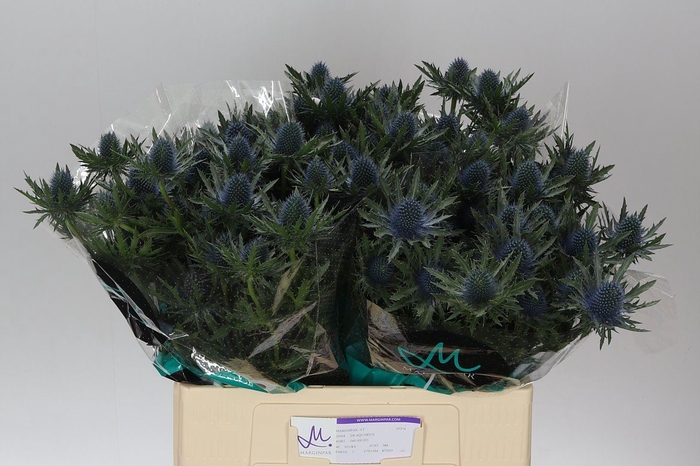 <h4>Eryngium Aqua</h4>