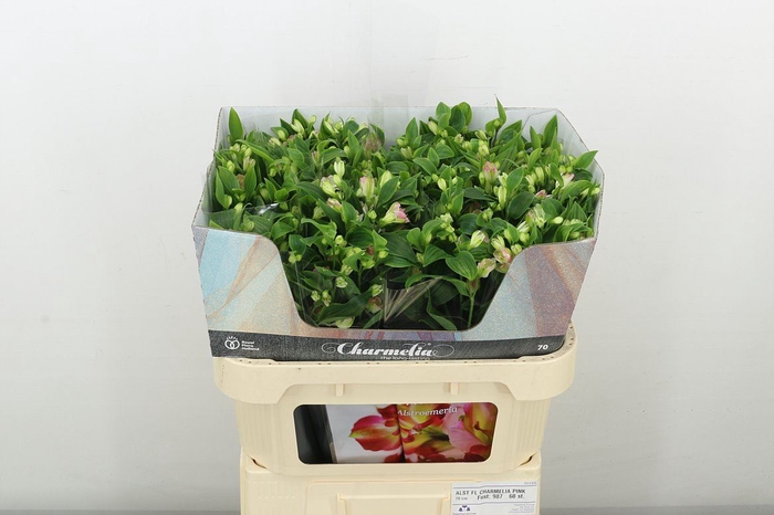 <h4>Alst Fl Charmelia Pink 70 Cm Karton</h4>