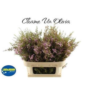 CHAME UN OLIVIA 80CM 60 GR