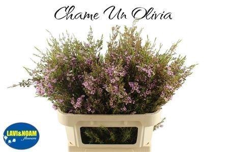 <h4>CHAME UN OLIVIA 80CM 60 GR</h4>