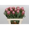 Protea Carnival