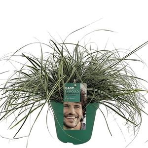 Carex oshimensis Everest GROEN