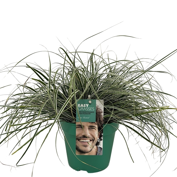 <h4>Carex oshimensis Everest GROEN</h4>