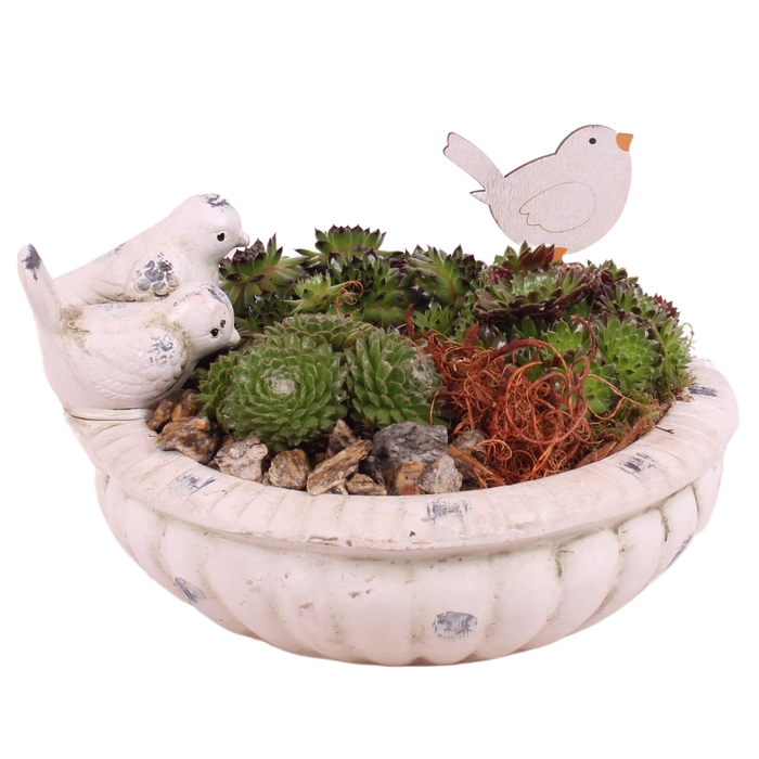 <h4>Opm Sempervivum Arr. Outdoor Ceramic Bird Bath</h4>