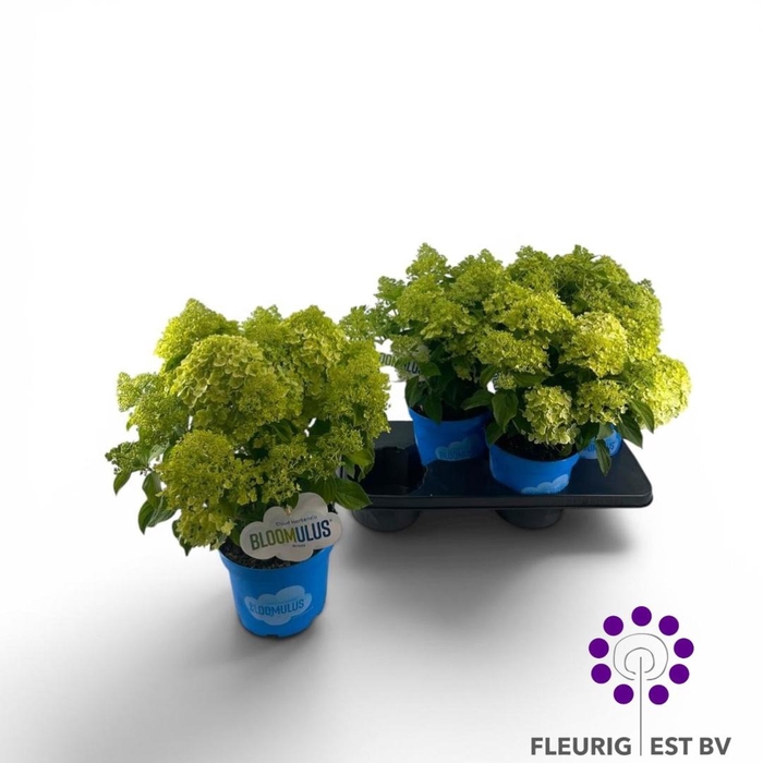 <h4>HYDR PA BLOOM STRATI</h4>