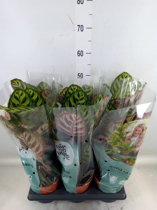 <h4>Calathea makoyana</h4>