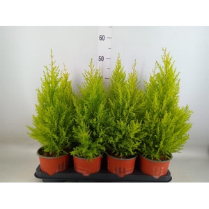 Cupressus macro. 'Goldcrest Wilma'