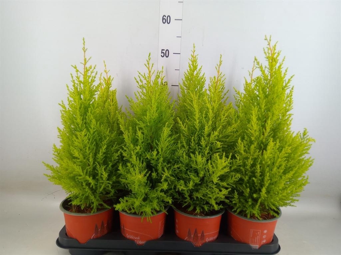 <h4>Cupressus macro. 'Goldcrest Wilma'</h4>