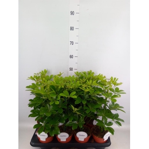 Schefflera arbor. 'Nora'