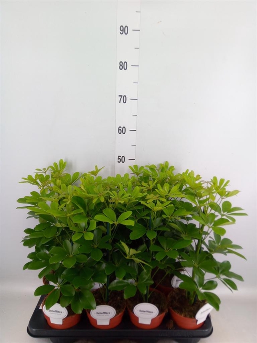 <h4>Schefflera arbor. 'Nora'</h4>