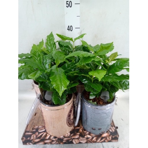 Planten  ..in schaal L%