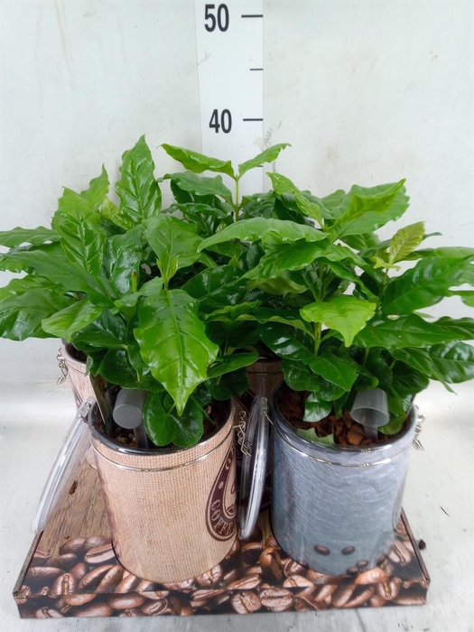 <h4>Planten  ..in schaal L%</h4>