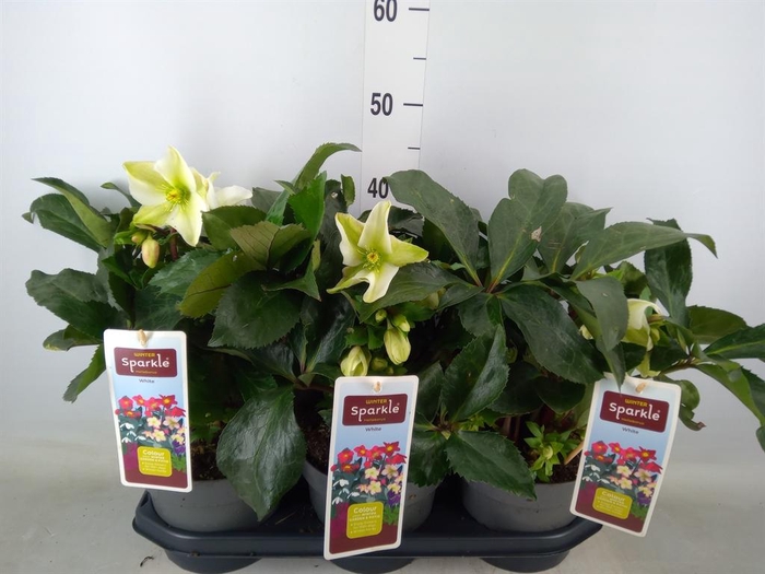 <h4>Helleborus   ...</h4>