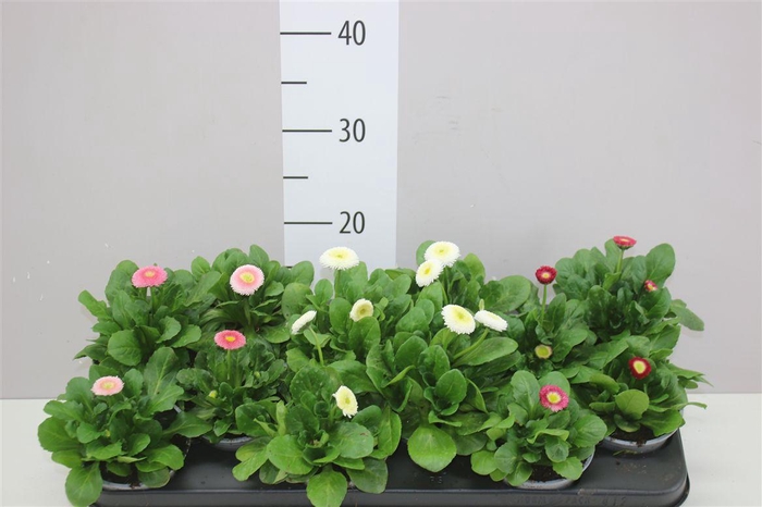 <h4>Bellis Pe Kl Bel Gemengd</h4>