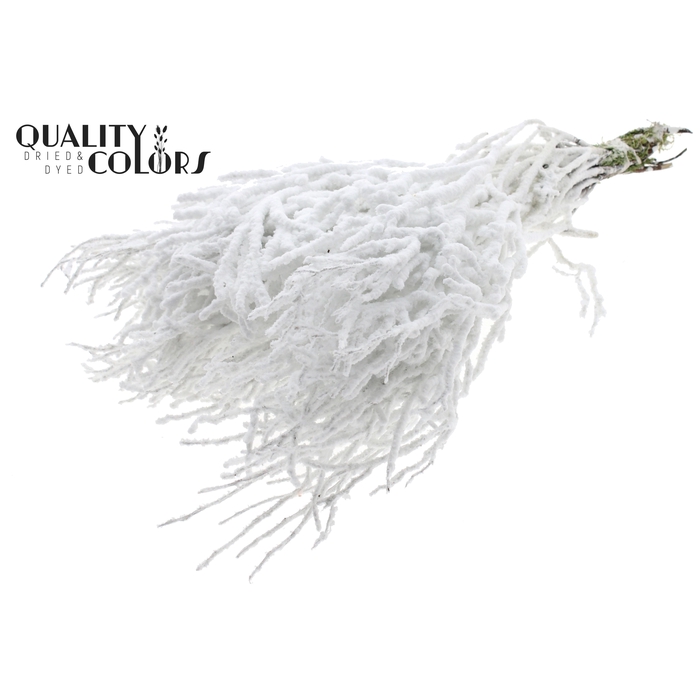 <h4>Huckelberry per bunch White With snow</h4>