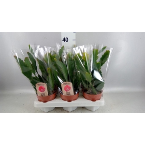Epiphyllum   ...