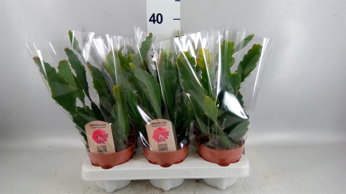 <h4>Epiphyllum ...</h4>